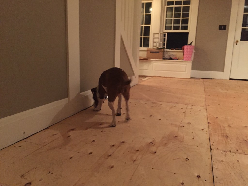 Scarlet is checking out the new plywood subfloor